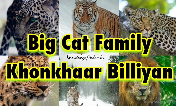 Wild Cats ki Jankari in hindi | king of cats