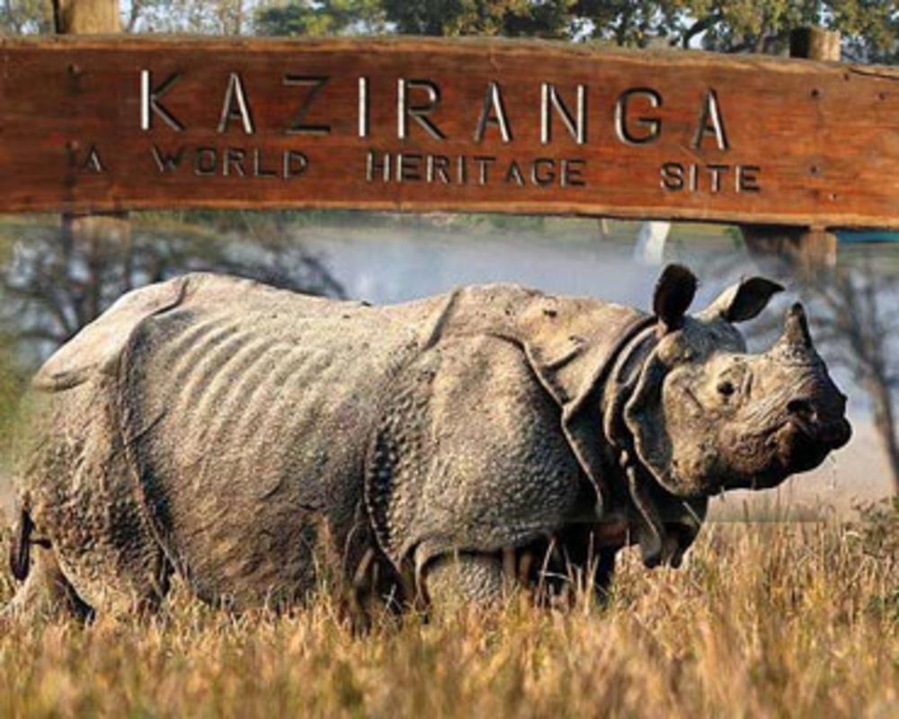 About Kaziranga National Park in Hindi