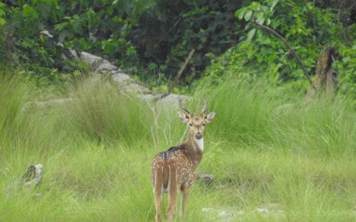 About Raimona National Park in Hindi