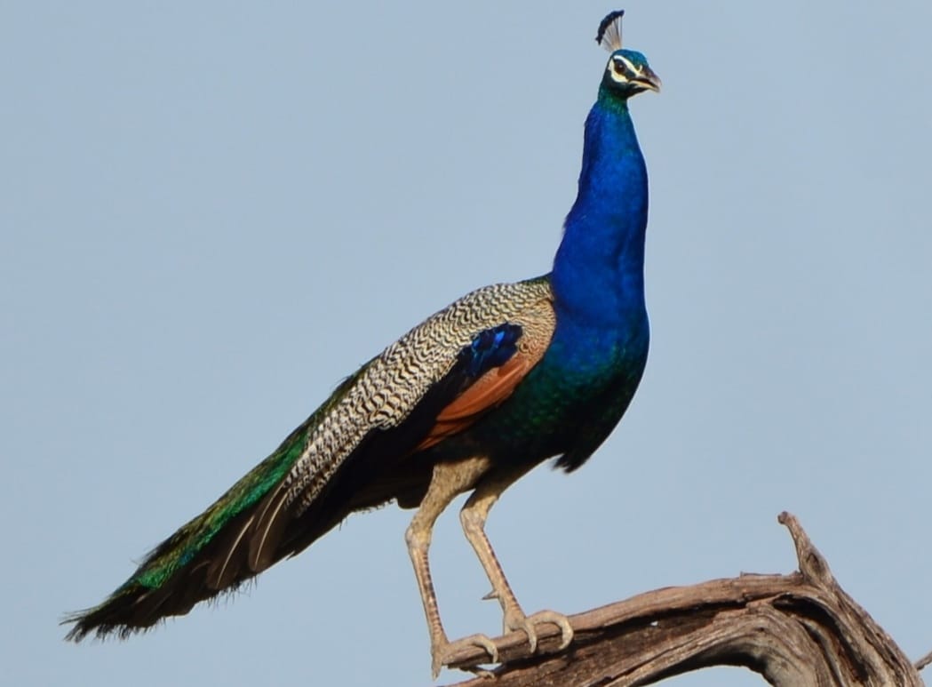 National Bird of India,Interesting Facts