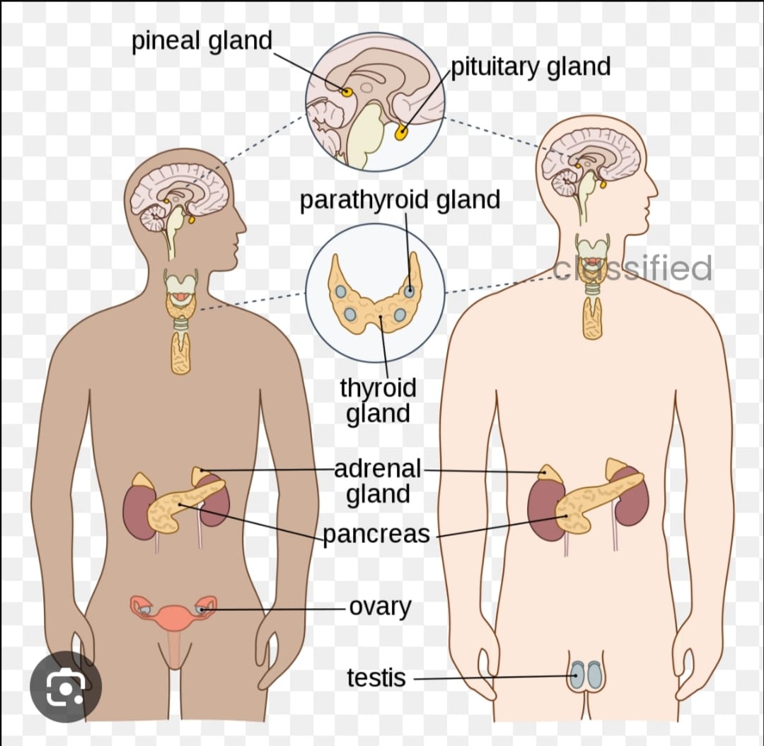 What are Endocrine Gland?