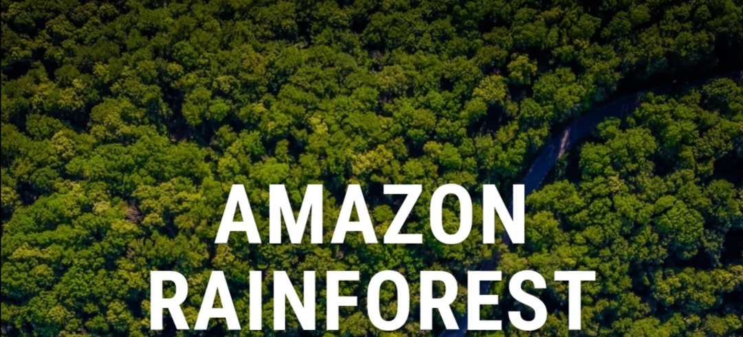 About Amazon Rainforest